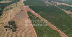 Fazenda de Laranja à Venda 170 Alqueires Infraestrutura Completa | Angatuba/ SP
