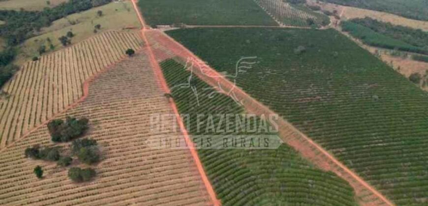 Fazenda de Laranja à Venda 170 Alqueires Infraestrutura Completa | Angatuba/ SP