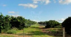 Fazenda de Laranja à Venda 170 Alqueires Infraestrutura Completa | Angatuba/ SP
