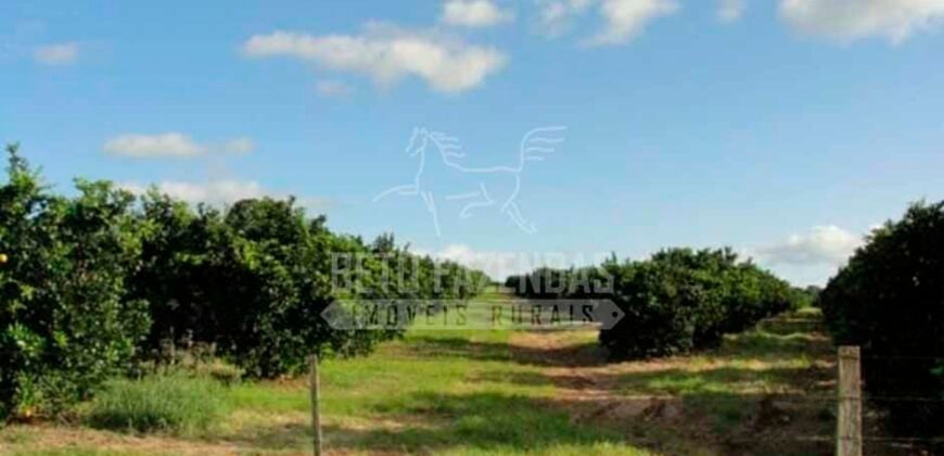 Fazenda de Laranja à Venda 170 Alqueires Infraestrutura Completa | Angatuba/ SP