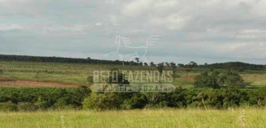 Fazenda de Laranja à Venda 170 Alqueires Infraestrutura Completa | Angatuba/ SP