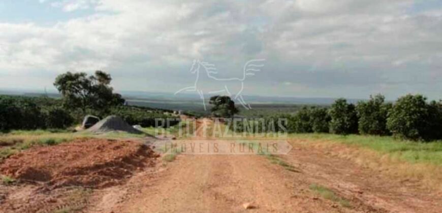 Fazenda de Laranja à Venda 170 Alqueires Infraestrutura Completa | Angatuba/ SP