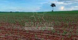 Fazenda à Venda 116 Alqueires Produção de Soja Oportunidade Agronegócio | Rio Verde/GO