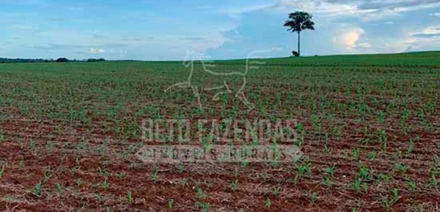 Fazenda à Venda 116 Alqueires Produção de Soja Oportunidade Agronegócio | Rio Verde/GO