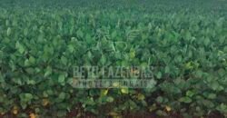 Fazenda à Venda 116 Alqueires Produção de Soja Oportunidade Agronegócio | Rio Verde/GO