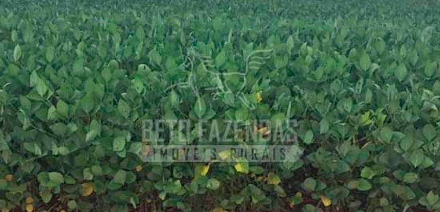 Fazenda à Venda 116 Alqueires Produção de Soja Oportunidade Agronegócio | Rio Verde/GO