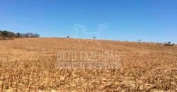 Fazenda à Venda 116 Alqueires Produção de Soja Oportunidade Agronegócio | Rio Verde/GO