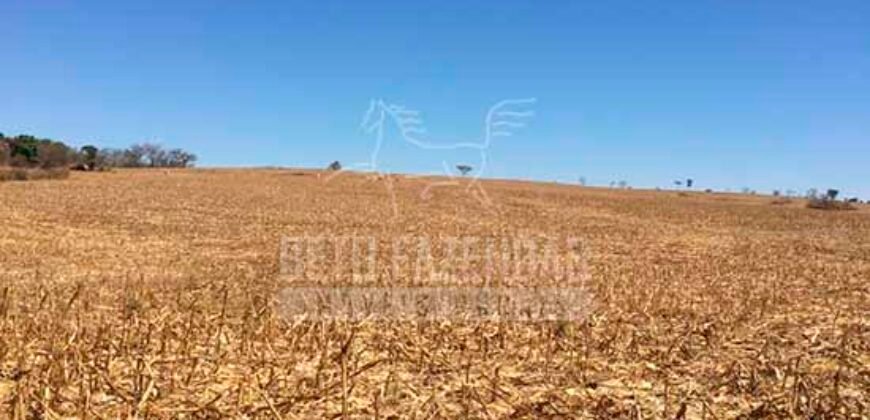 Fazenda à Venda 116 Alqueires Produção de Soja Oportunidade Agronegócio | Rio Verde/GO
