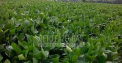 Fazenda à Venda 116 Alqueires Produção de Soja Oportunidade Agronegócio | Rio Verde/GO