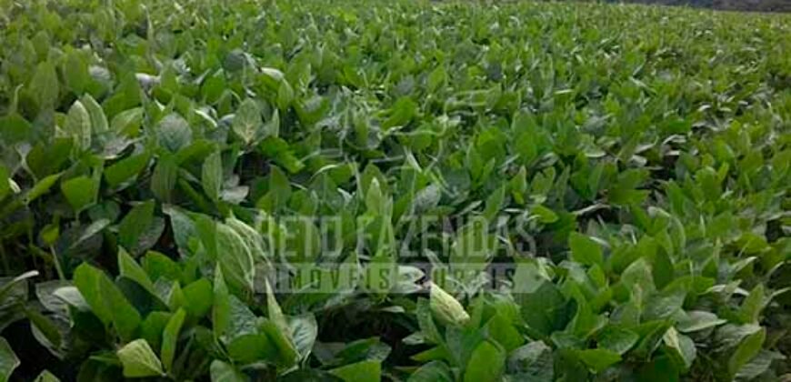 Fazenda à Venda 116 Alqueires Produção de Soja Oportunidade Agronegócio | Rio Verde/GO