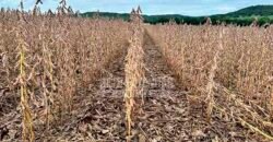 Fazenda à Venda 116 Alqueires Produção de Soja Oportunidade Agronegócio | Rio Verde/GO