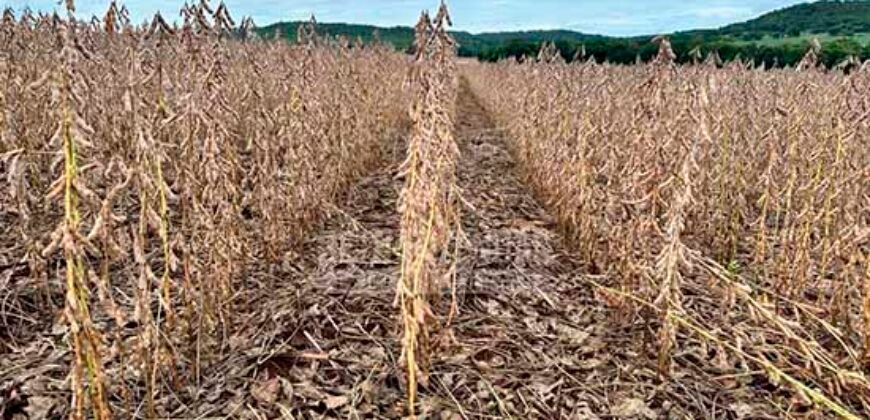 Fazenda à Venda 116 Alqueires Produção de Soja Oportunidade Agronegócio | Rio Verde/GO