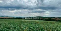 Fazenda à Venda 116 Alqueires Produção de Soja Oportunidade Agronegócio | Rio Verde/GO