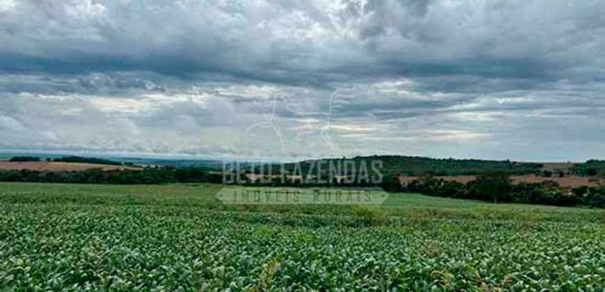 Fazenda à Venda 116 Alqueires Produção de Soja Oportunidade Agronegócio | Rio Verde/GO