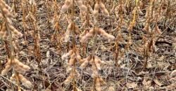 Fazenda à Venda 116 Alqueires Produção de Soja Oportunidade Agronegócio | Rio Verde/GO