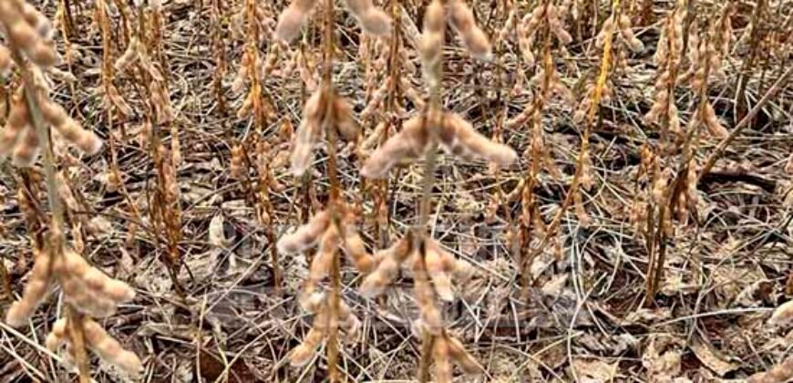 Fazenda à Venda 116 Alqueires Produção de Soja Oportunidade Agronegócio | Rio Verde/GO