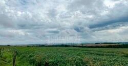 Fazenda à Venda 116 Alqueires Produção de Soja Oportunidade Agronegócio | Rio Verde/GO