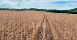 Fazenda à Venda 116 Alqueires Produção de Soja Oportunidade Agronegócio | Rio Verde/GO