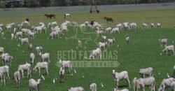 Fazenda de Cinema com 2.032,32 hectares – Altamente Produtiva e Pronta para Investir! | Pirapora/MG