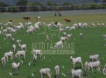 Fazenda de Cinema com 2.032,32 hectares – Altamente Produtiva e Pronta para Investir! | Pirapora/MG