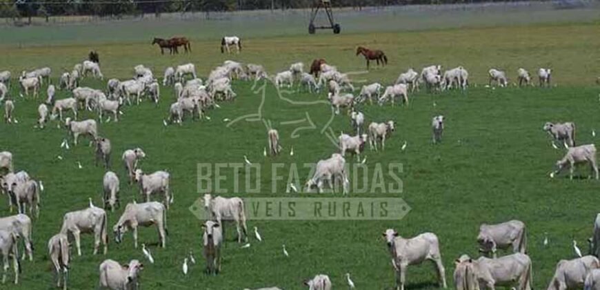 Fazenda de Cinema com 2.032,32 hectares – Altamente Produtiva e Pronta para Investir! | Pirapora/MG