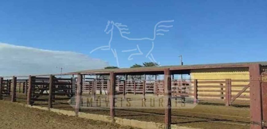 Fazenda de Cinema com 2.032,32 hectares – Altamente Produtiva e Pronta para Investir! | Pirapora/MG