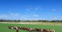 Fazenda de Cinema com 2.032,32 hectares – Altamente Produtiva e Pronta para Investir! | Pirapora/MG