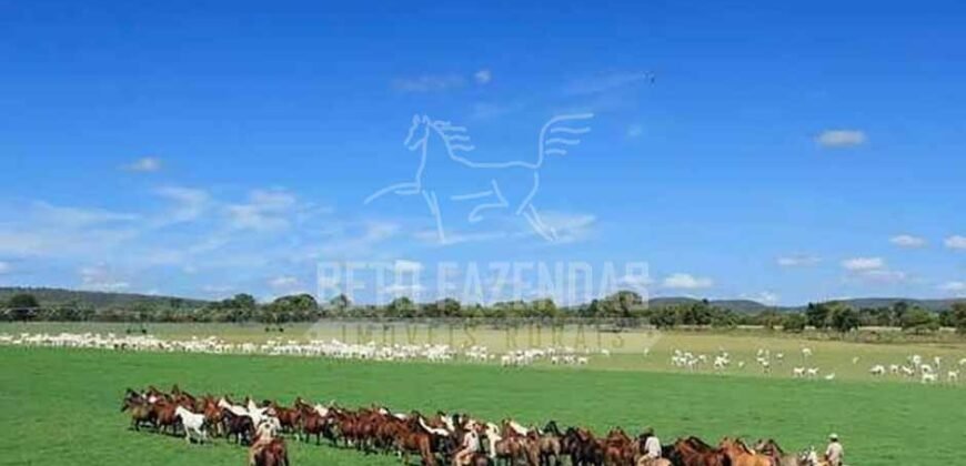 Fazenda de Cinema com 2.032,32 hectares – Altamente Produtiva e Pronta para Investir! | Pirapora/MG