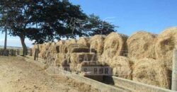 Fazenda de Cinema com 2.032,32 hectares – Altamente Produtiva e Pronta para Investir! | Pirapora/MG