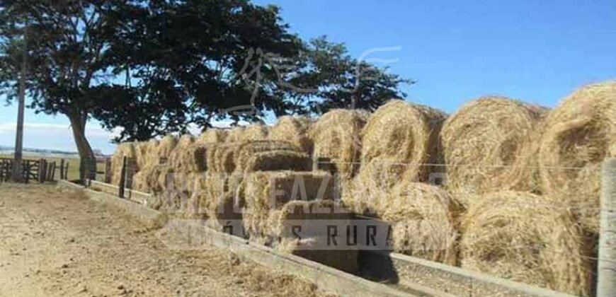 Fazenda de Cinema com 2.032,32 hectares – Altamente Produtiva e Pronta para Investir! | Pirapora/MG