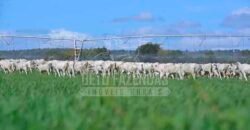 Fazenda de Cinema com 2.032,32 hectares – Altamente Produtiva e Pronta para Investir! | Pirapora/MG