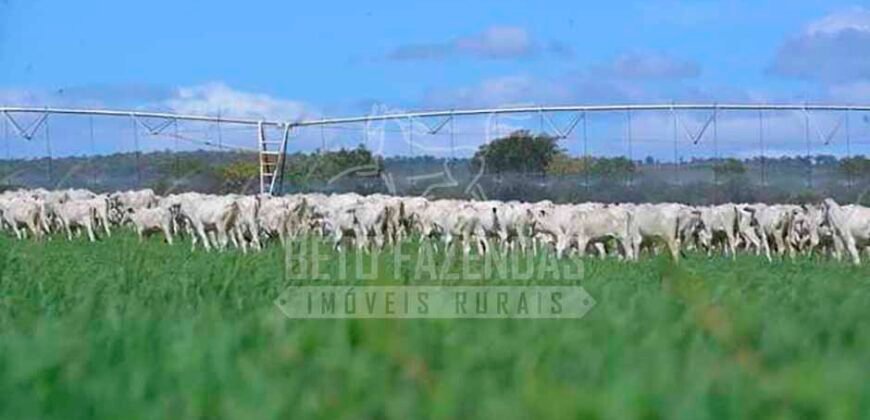 Fazenda de Cinema com 2.032,32 hectares – Altamente Produtiva e Pronta para Investir! | Pirapora/MG
