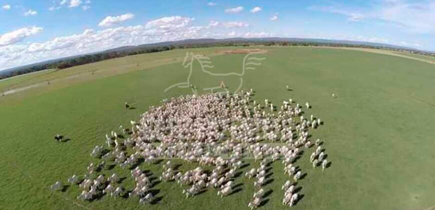 Fazenda de Cinema com 2.032,32 hectares – Altamente Produtiva e Pronta para Investir! | Pirapora/MG