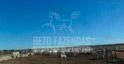 Fazenda de Cinema com 2.032,32 hectares – Altamente Produtiva e Pronta para Investir! | Pirapora/MG