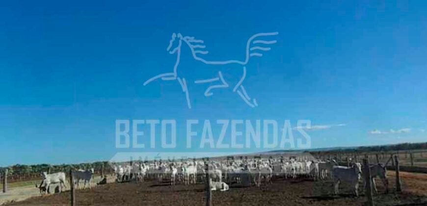 Fazenda de Cinema com 2.032,32 hectares – Altamente Produtiva e Pronta para Investir! | Pirapora/MG