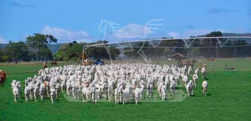 Fazenda de Cinema com 2.032,32 hectares – Altamente Produtiva e Pronta para Investir! | Pirapora/MG