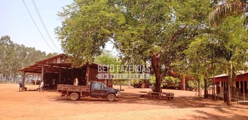Fazenda à Venda 3.705 hectares Alta produtividade e Rentabilidade | Alto Boa Vista/MT