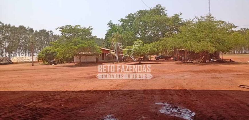 Fazenda à Venda 3.705 hectares Alta produtividade e Rentabilidade | Alto Boa Vista/MT