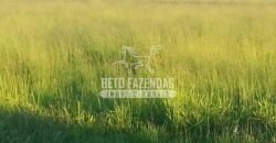 Fazenda à Venda 22.070 hectares Infraestrutura Completa para Pecuária | Corumbá/ MS Fazenda à Venda 22.070 hectares Infraestrutura Completa para Pecuária | Corumbá/ MS