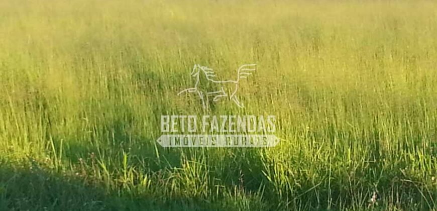 Fazenda à Venda 22.070 hectares Infraestrutura Completa para Pecuária | Corumbá/ MS Fazenda à Venda 22.070 hectares Infraestrutura Completa para Pecuária | Corumbá/ MS