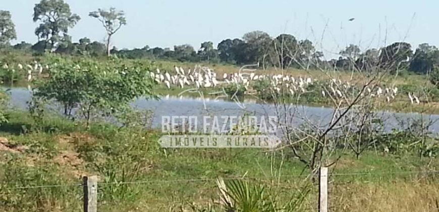 Fazenda à Venda 22.070 hectares Infraestrutura Completa para Pecuária | Corumbá/ MS Fazenda à Venda 22.070 hectares Infraestrutura Completa para Pecuária | Corumbá/ MS