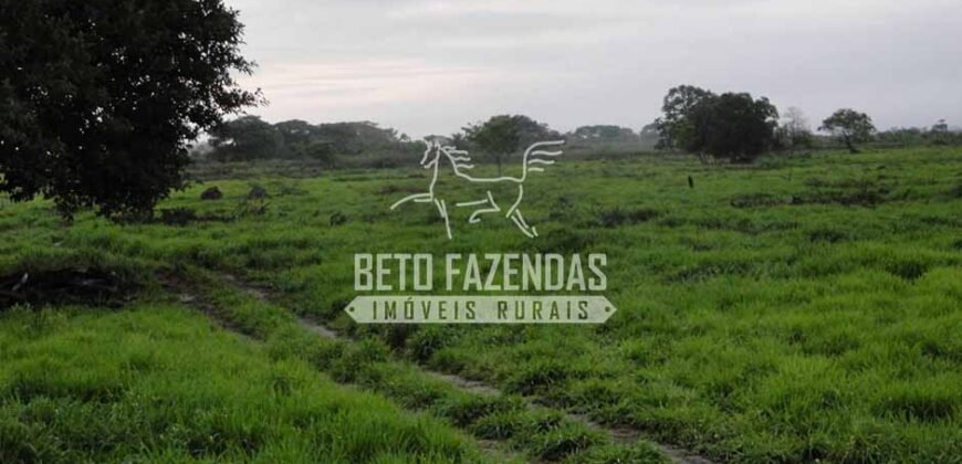 Fazenda à Venda 22.070 hectares Infraestrutura Completa para Pecuária | Corumbá/ MS Fazenda à Venda 22.070 hectares Infraestrutura Completa para Pecuária | Corumbá/ MS