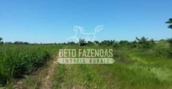 Fazenda à Venda 22.070 hectares Infraestrutura Completa para Pecuária | Corumbá/ MS Fazenda à Venda 22.070 hectares Infraestrutura Completa para Pecuária | Corumbá/ MS