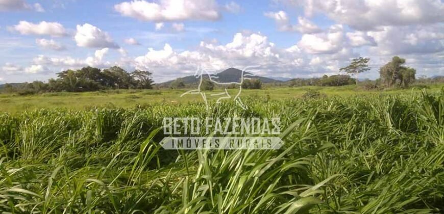 Fazenda à Venda 22.070 hectares Infraestrutura Completa para Pecuária | Corumbá/ MS Fazenda à Venda 22.070 hectares Infraestrutura Completa para Pecuária | Corumbá/ MS
