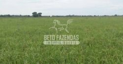 Fazenda à Venda 24.000 Hectares Pecuária Extensiva! no Pantanal Sul-Mato-Grossense | Corumbá/MS