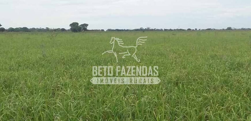 Fazenda à Venda 24.000 Hectares Pecuária Extensiva! no Pantanal Sul-Mato-Grossense | Corumbá/MS