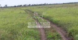 Fazenda à Venda 24.000 Hectares Pecuária Extensiva! no Pantanal Sul-Mato-Grossense | Corumbá/MS