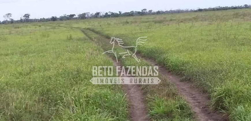Fazenda à Venda 24.000 Hectares Pecuária Extensiva! no Pantanal Sul-Mato-Grossense | Corumbá/MS