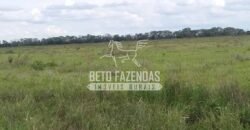 Fazenda à Venda 24.000 Hectares Pecuária Extensiva! no Pantanal Sul-Mato-Grossense | Corumbá/MS