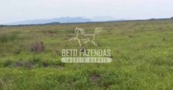 Fazenda à Venda 24.000 Hectares Pecuária Extensiva! no Pantanal Sul-Mato-Grossense | Corumbá/MS